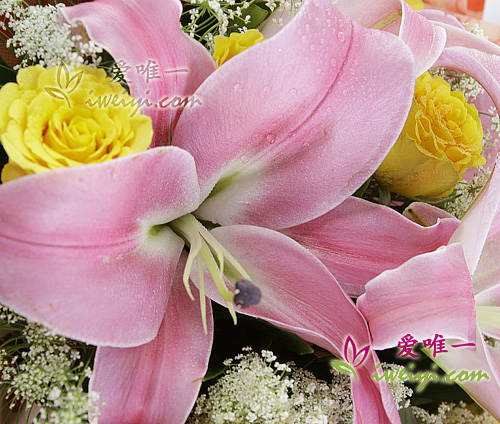 roses jaunes