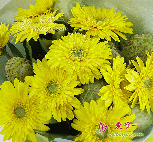 yellow gerbera