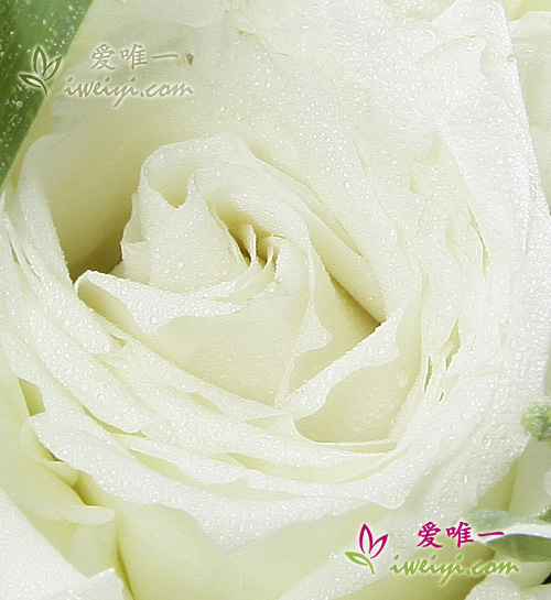 send a vase of white roses to China