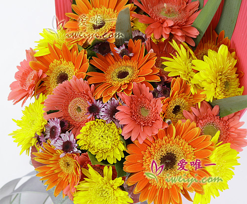 yellow gerberas