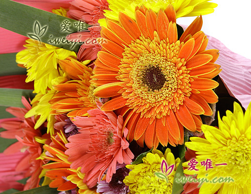 orange gerberas