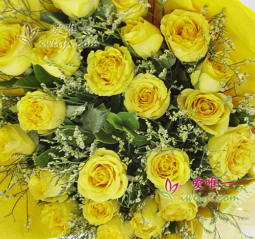 yellow roses