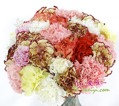 36 versicolored carnations.