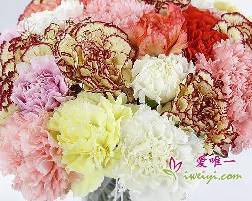 36 versicolored carnations arranged in a transparent rhombus veins vase.