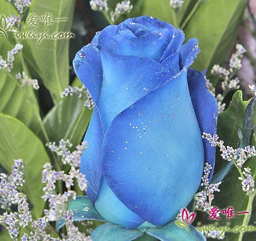 send a bouquet of 11 blue roses to China