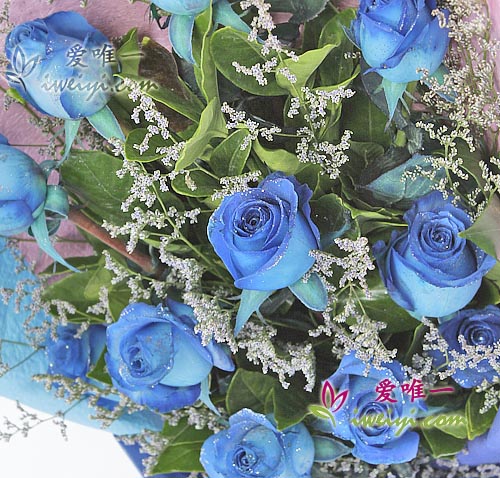 blue roses