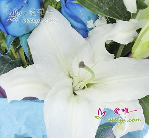 send a bouquet of blue roses and white lilies to China