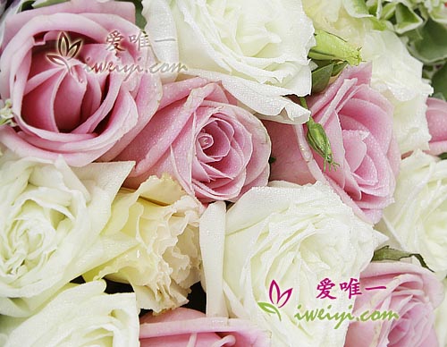 rose rosa