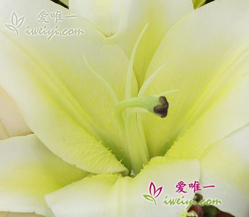 einen Strauß aus gelben Lilien und Champagnerrosen nach China senden