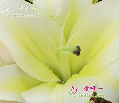 envoyer un bouquet de roses de couleur champagne et de lys jaunes en Chine