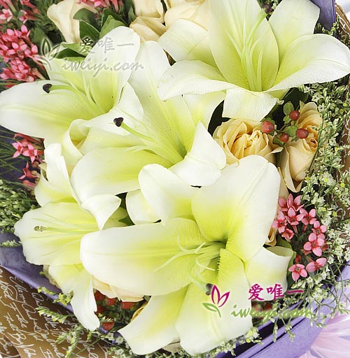 gelbe Lilien