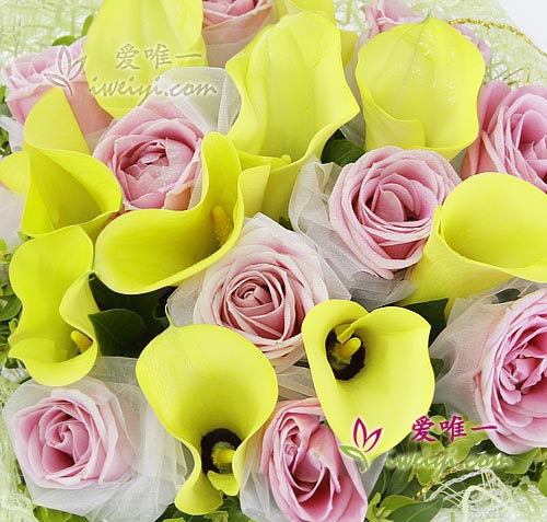 yellow calla lilies