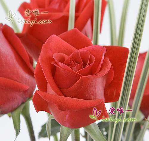 Envoyer un vase de roses rouges en Chine