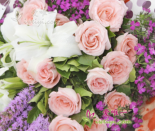 rosa Rosen