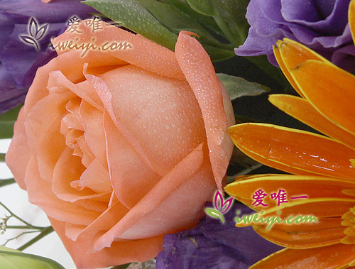 rosa Gerbera