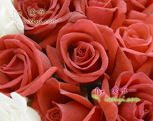 red roses