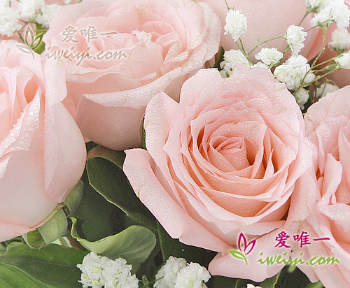 粉紅玫瑰花瓶