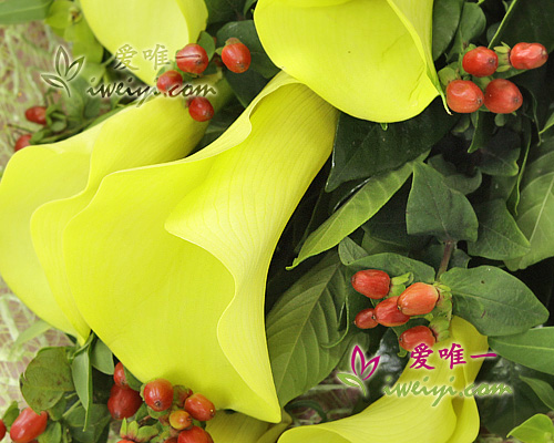百合花