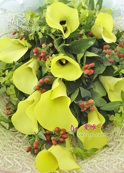 yellow calla lilies