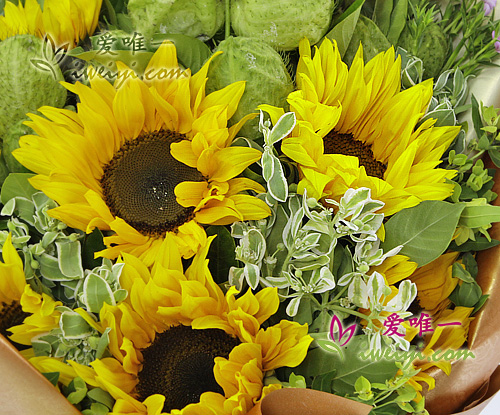 girasoli