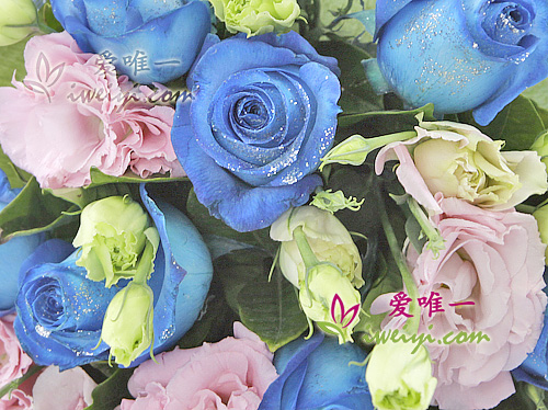 blue roses