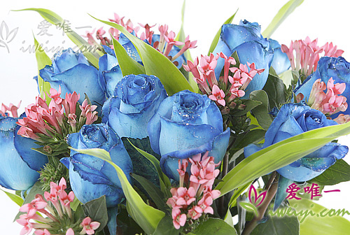 Un vase de 13 roses bleues