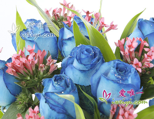 blue roses