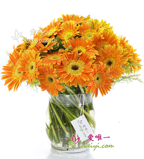 Le vase de fleurs « Complete happiness »