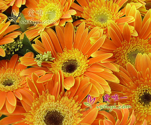 Orange gerbera flowers