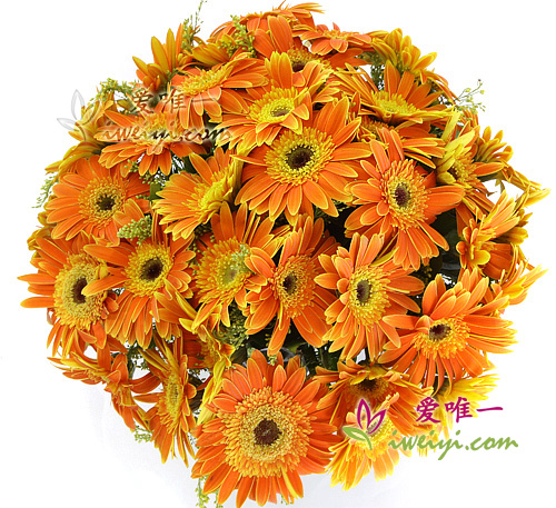Flores de felicidad completa