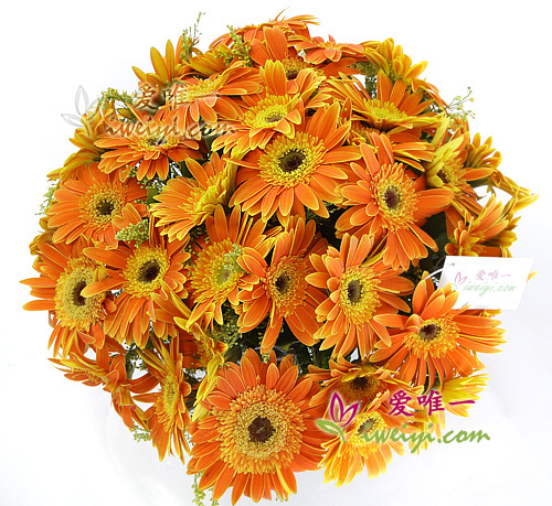Flores de gerbera