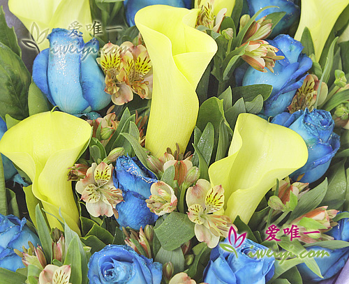 11 blue roses