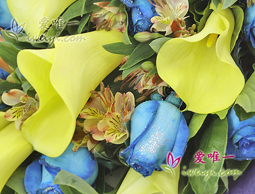 invia un bouquet di rose blu e calle gialle in Cina