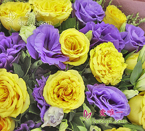 lisianthus de couleur violet