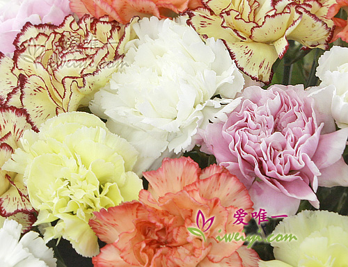 basket of carnations