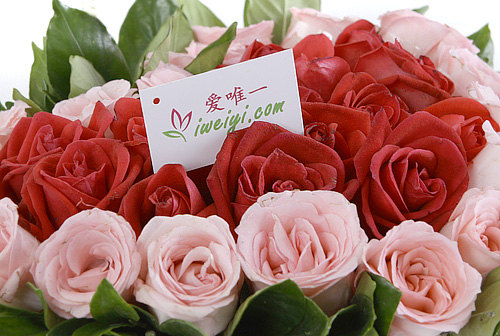 red roses and pink roses