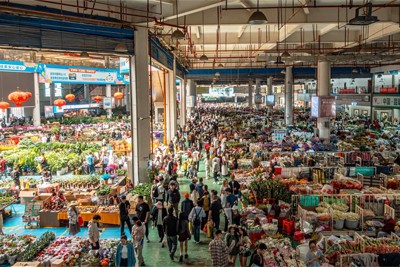 Dounan Flower Market (Kunming): Inside Asia’s Largest Flower Hub Dounan Flower Market (Kunming): Inside Asia’s Largest Flower Hub