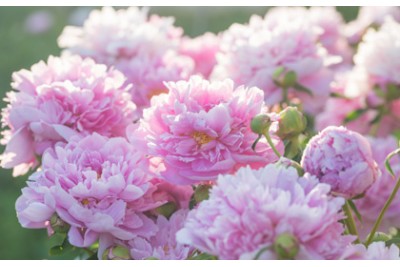 Peonies and Prosperity: Why Peonies Hold Special Meaning in China