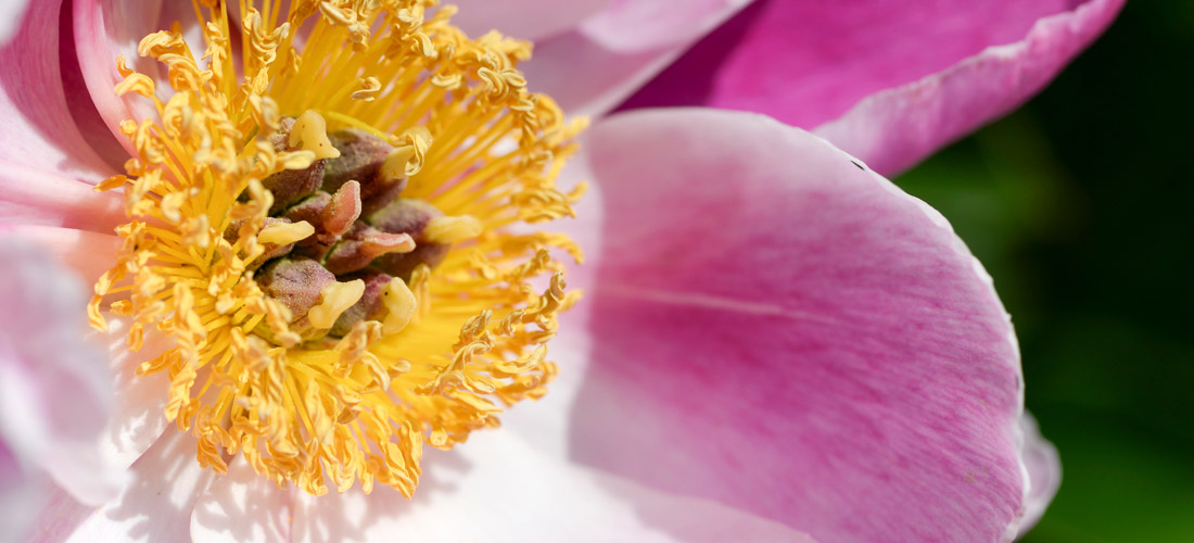 Pink peony flower