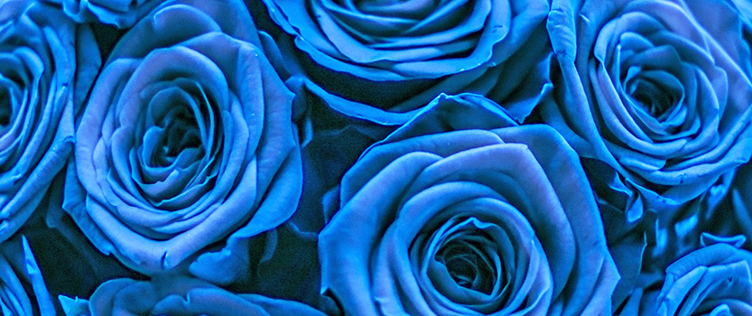 Blue roses