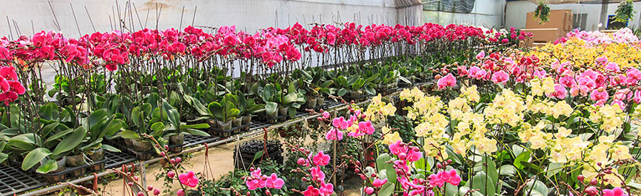 Marché aux fleurs de Dounan à Kunming, Chine