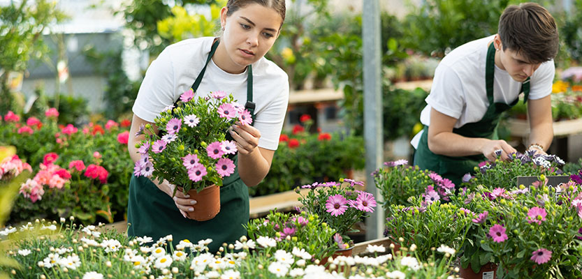 Soins des marguerites africaines