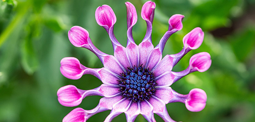 African daisy flowers close at night