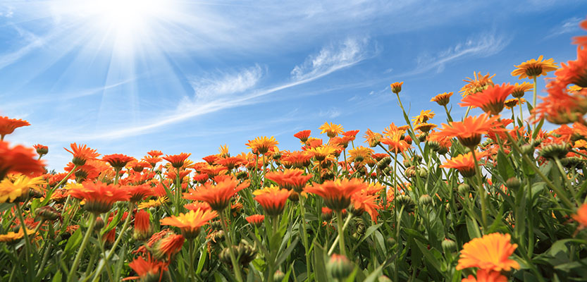 Marguerites africaines en été