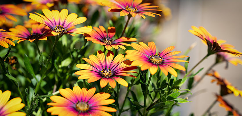 African daisies