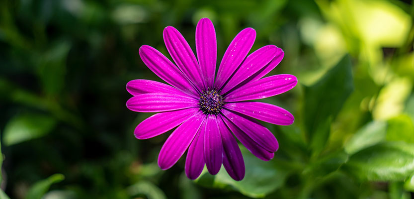 Marguerite africaine