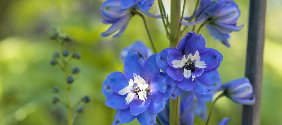 flores de espuela de caballero azul