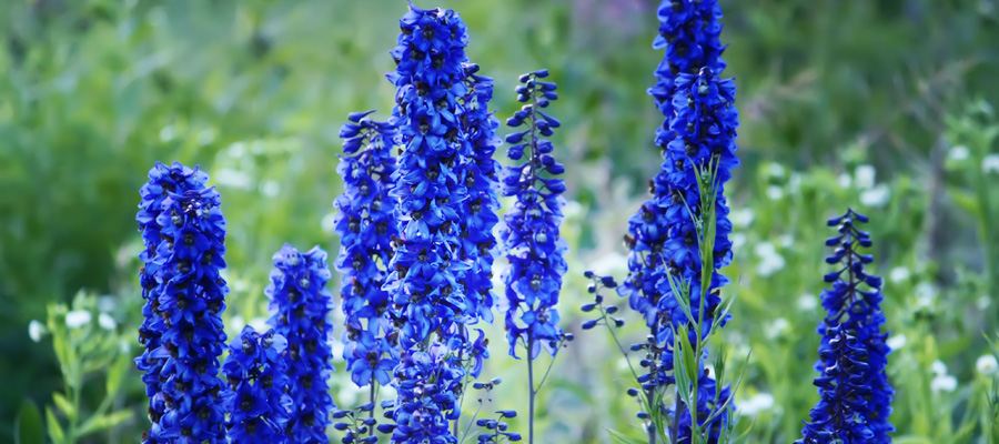 flores de espuela de caballero azul