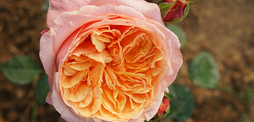 Rosa Giulietta di David Austin