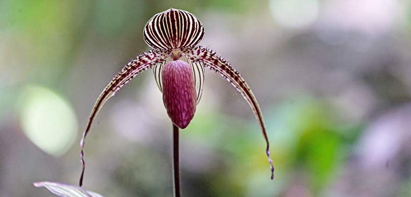 Gold der Kinabalu-Orchidee